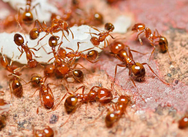 Ant and Mosquito Control