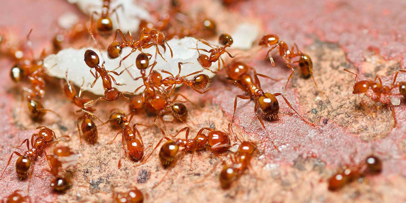 Ant and Mosquito Control
